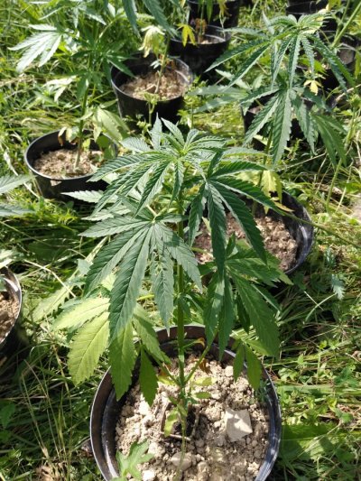 Załączniki   Multimedia  Nielegalna plantacja marihuany na Podhalu 