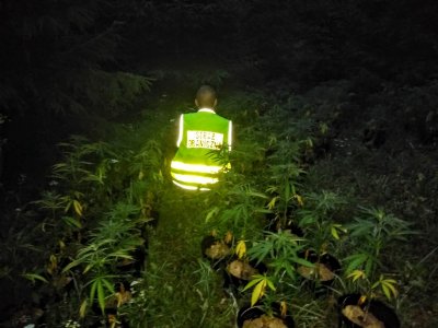 Załączniki   Multimedia  Nielegalna plantacja marihuany na Podhalu 