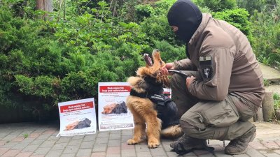 Psi pomocnik z Podhala znalazł nowy dom! DZIĘKUJEMY!