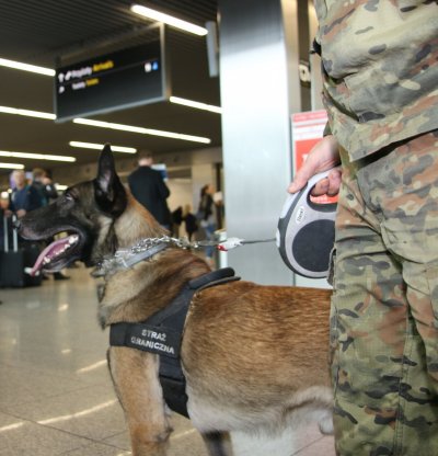 Pies służbowy SG na smyczy trzymanej przez funkcjonariusza SG. W tle pasażerowie KrakówAirport.