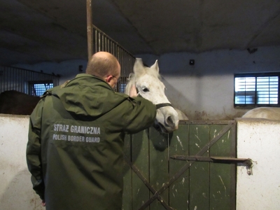 Krakowscy funkcjonariusze SG dla zwierząt 
