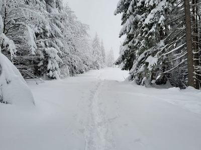Krajobraz zimowy. Dużo śniegu. Po lewej i prawej prawej stronie ośnieżone choinki. Po środku szlak pieszy turystyczny.