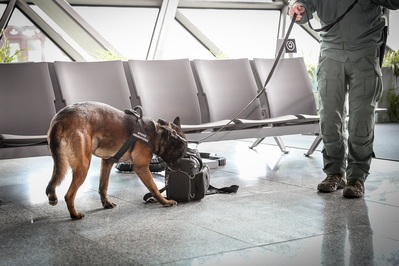 Terminal lotniska. Pies służbowy, trzymany na smyczy przez funkcjonariusza Straży Granicznej obwąchuje torbę podróżną leżącą pod krzesłami w poczekalni. pies ma na sobie uprząż z napisem straż graniczna.