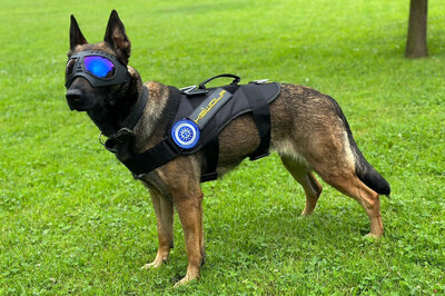 pies służbowy który będzie prowadził swoje zadania na terenie Ukrainy ubrany w gogle chroniące oczy oraz kamizelkę kuloodporną.